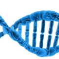 Die DNA des Menschen