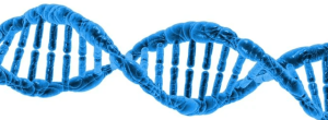 Die DNA des Menschen